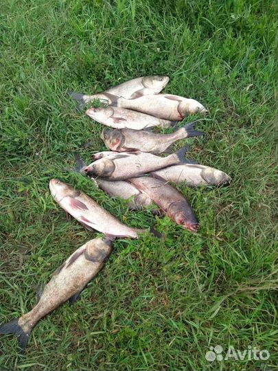 Технопланктон(Natural) от производителя