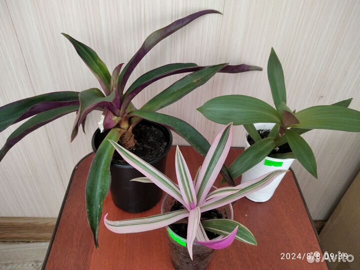 Традесканция рео