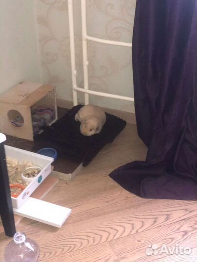 Морская свинка бесплатно