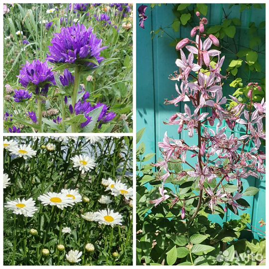 Садовые цветы