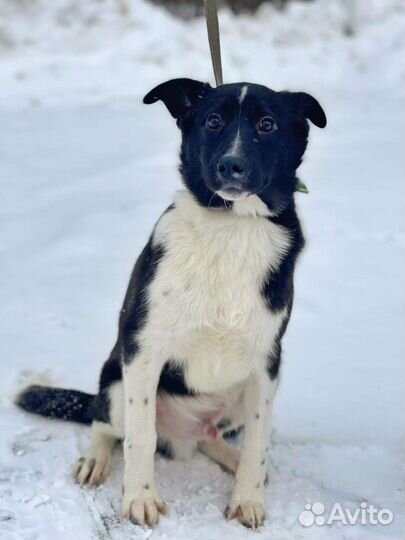 Щенок в дар