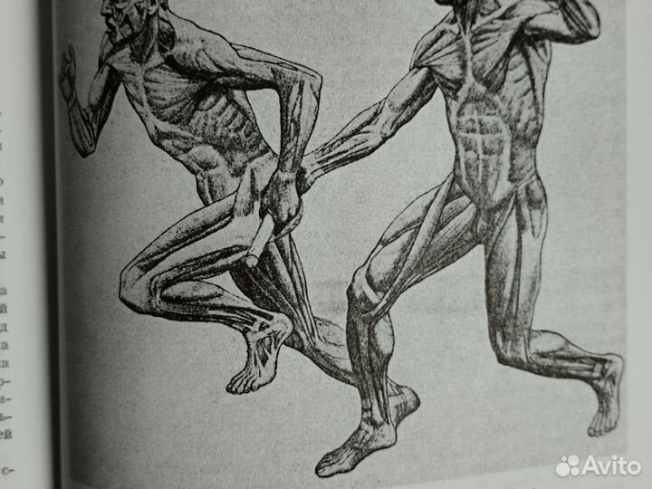 Н. Механик Основы пластической анатомии