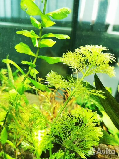 Аквариумные растения