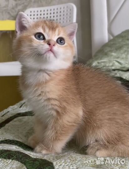 Шотландские прямоухие котята