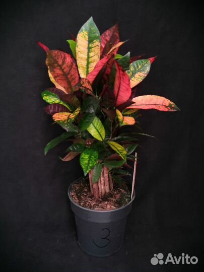 Кротон миссис айстон 19/60-68