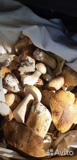 Белые грибы в наличии.Обл. больница