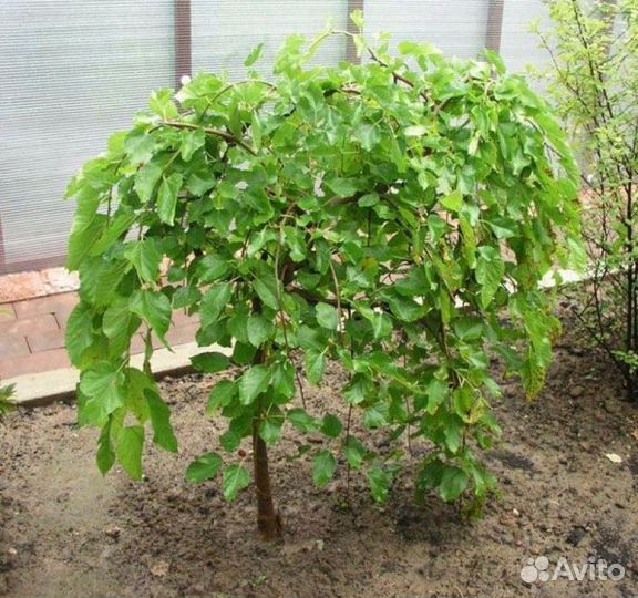 Саженцы шелковицы белой