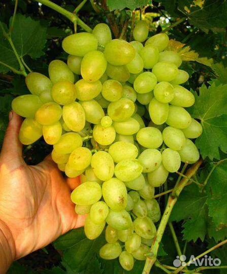 Саженцы винограда