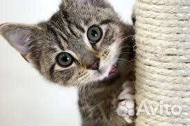 Отдам котёночка