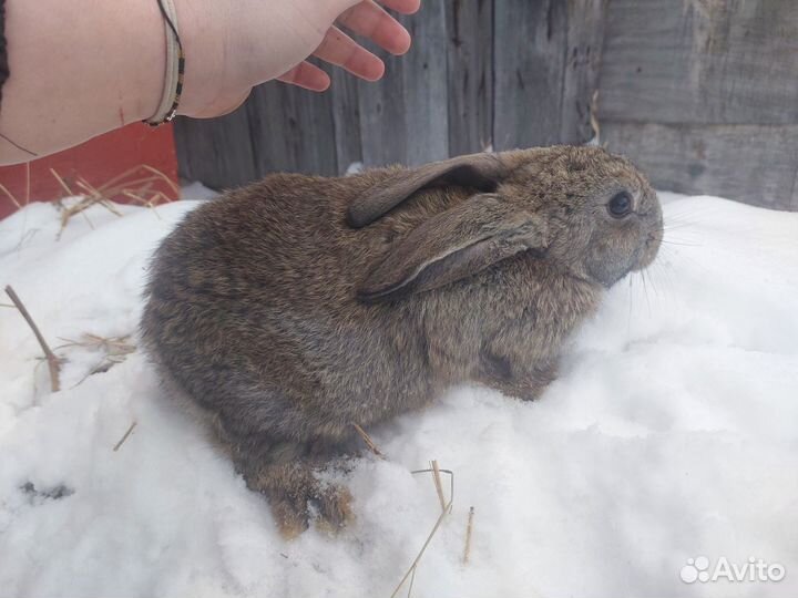 Кролики мясных пород