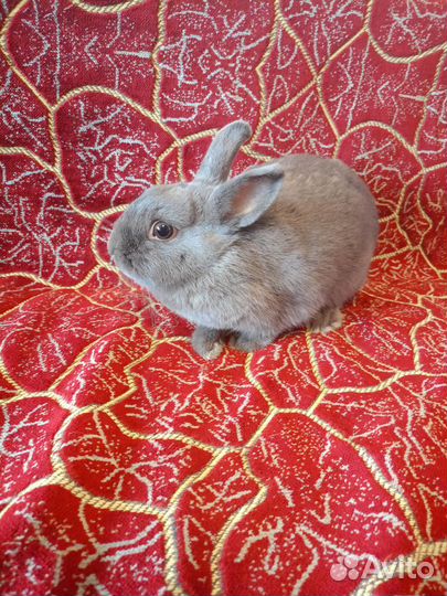 Вязка кроликов