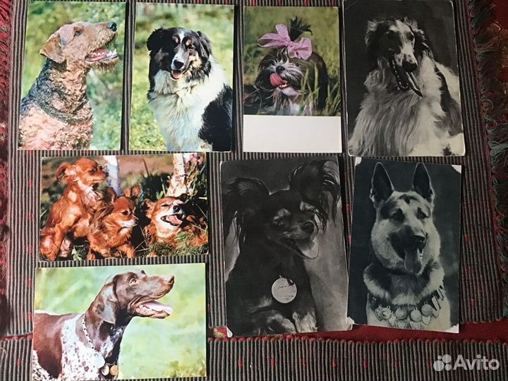 Отдаю Открытки с собаками 1969 г. (пакетом) 8 шт