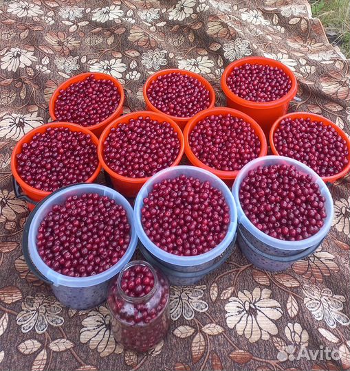 Вишня ягода свежая