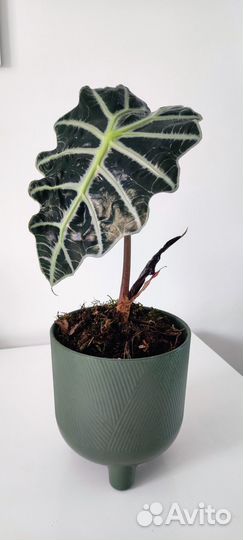 Взрослая аллоказия Полли в красивом кашпо 4 литра