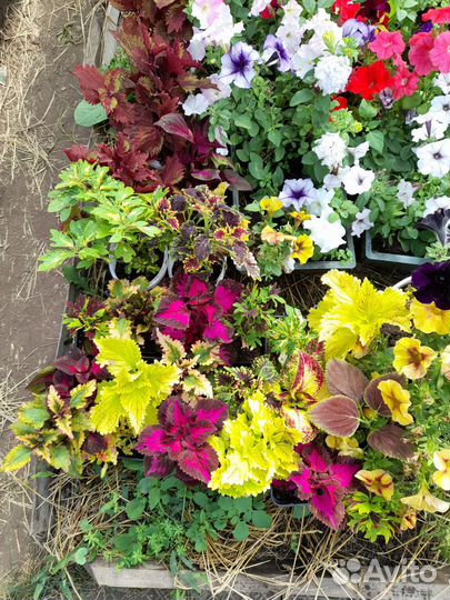 Колеусы сортовые вегетативные