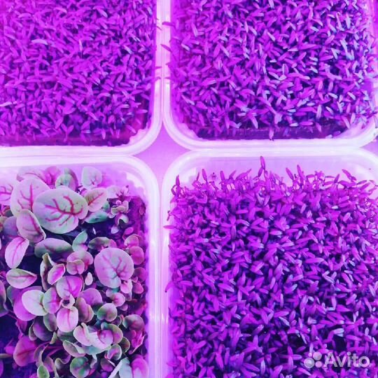 Оборудование для выращивания микрозелени