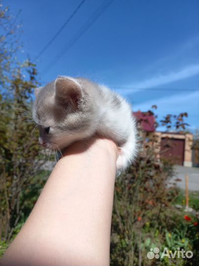 Отдам в добрые руки