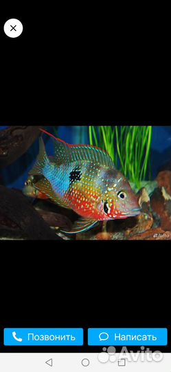 Цихлазома Элиота