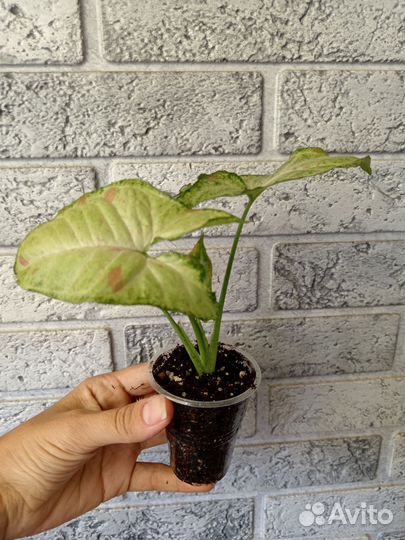 Сингониум Жаде и Конфетти