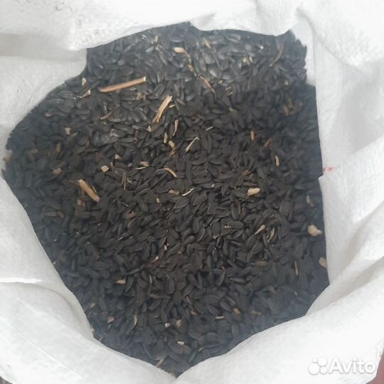 Семечки подсолнечника для птиц