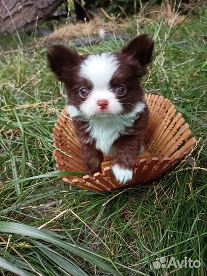 Щенки чихуахуа чистокровные