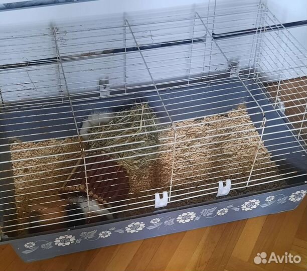 Морская свинка Швейцарский тедди