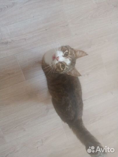 Кошечка Муся