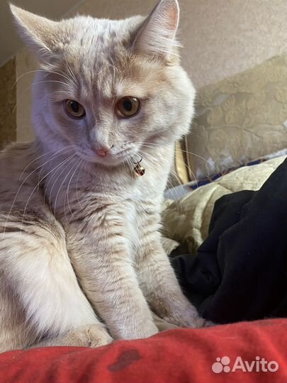 Кот на вязку