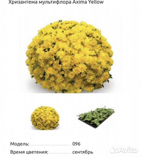 Хризантемы мультифлора