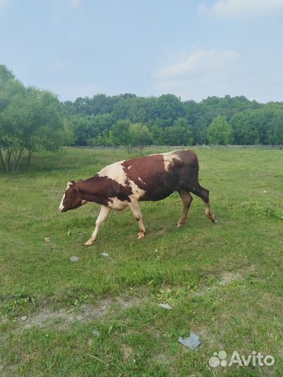 Коровы дойные молочные