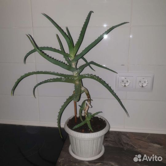 Алоэ Дримиопсис Кашпо Комнатные растения Цветы