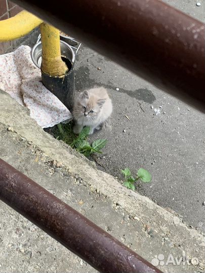 Котята в добрые руки Подольск