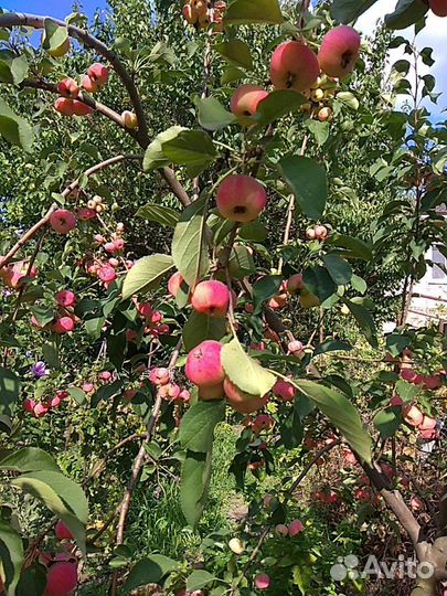 Сухофрукты