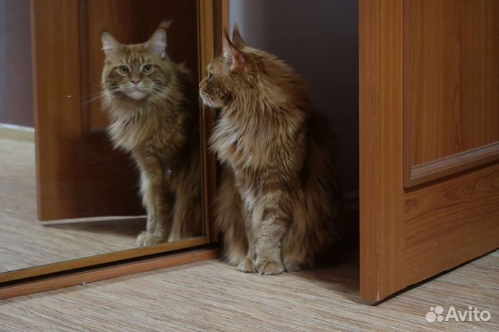 Гостиница для животных