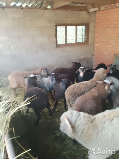 Овцы бараны ягнята