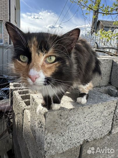 Кошка в добрые руки