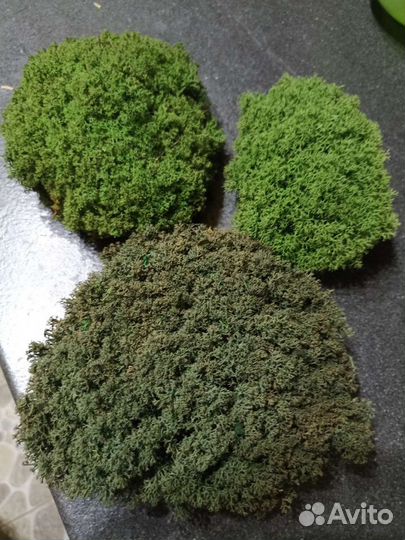 Стабилизированный мох в ассортименте