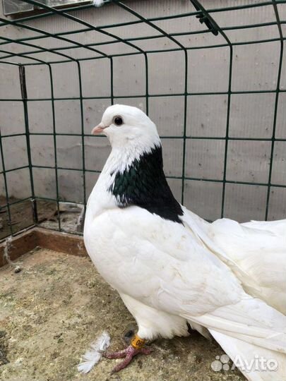 Голуби на свадьбу