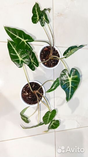 Алоказия амазоника