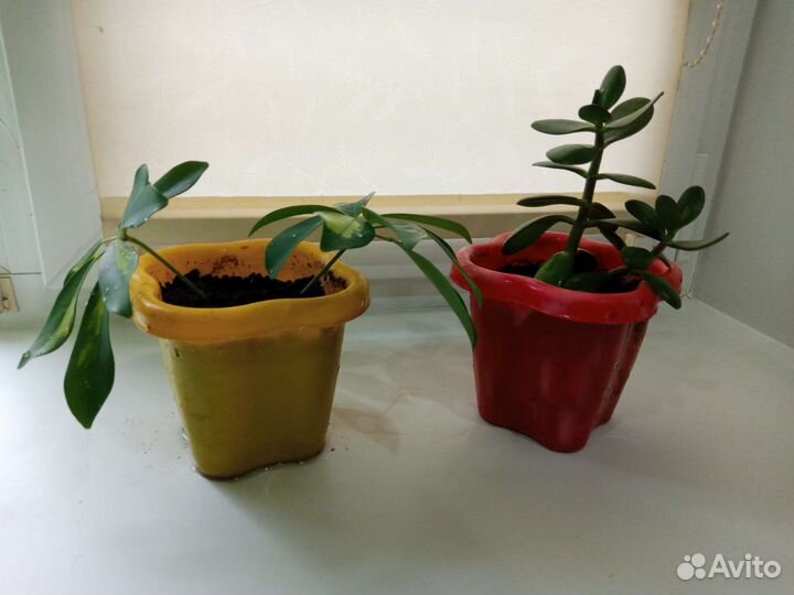 Цветы комнатные разные