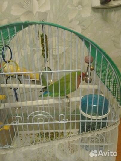 Попугай неразлучник