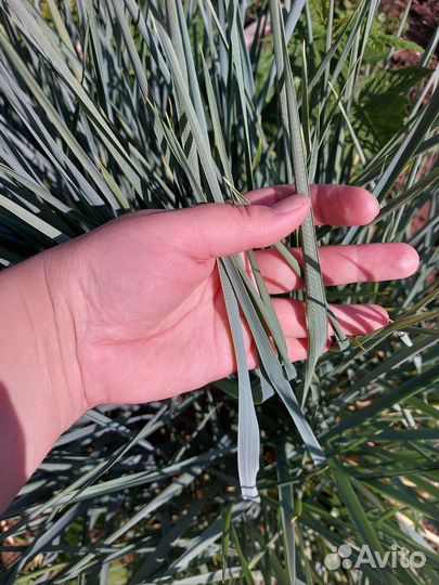 Трава декоративная