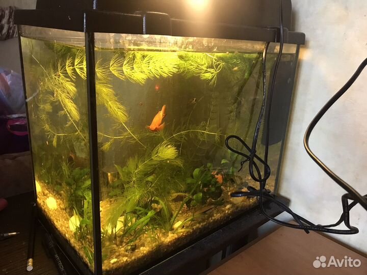 Аквариум juwel 70 литров и аквариум 30 литров