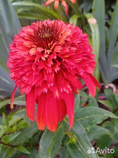 Эхинацея махровая