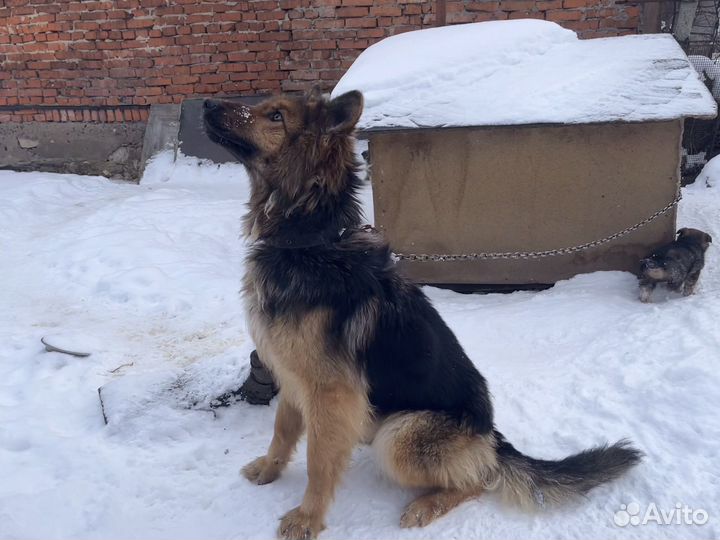 Собака щенок бесплатно