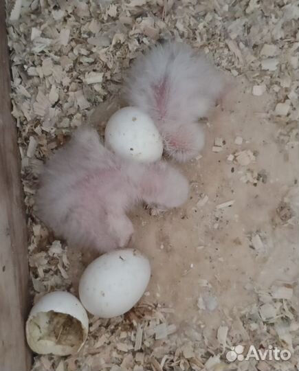 Продам попугая