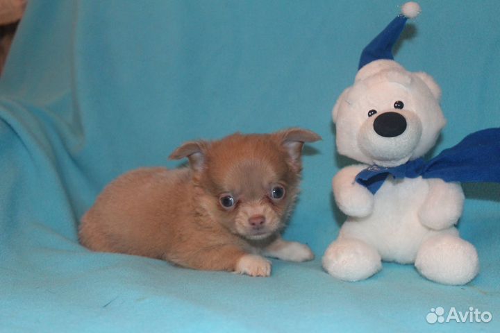 Чишки-веселые малышки