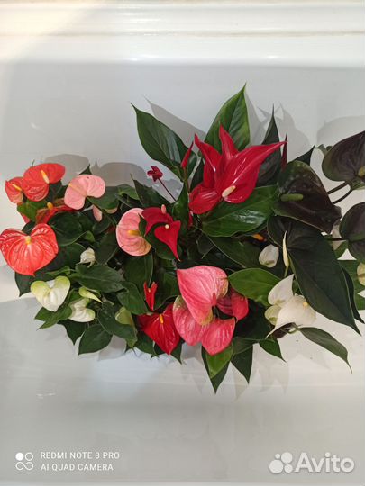 Антуриум микс