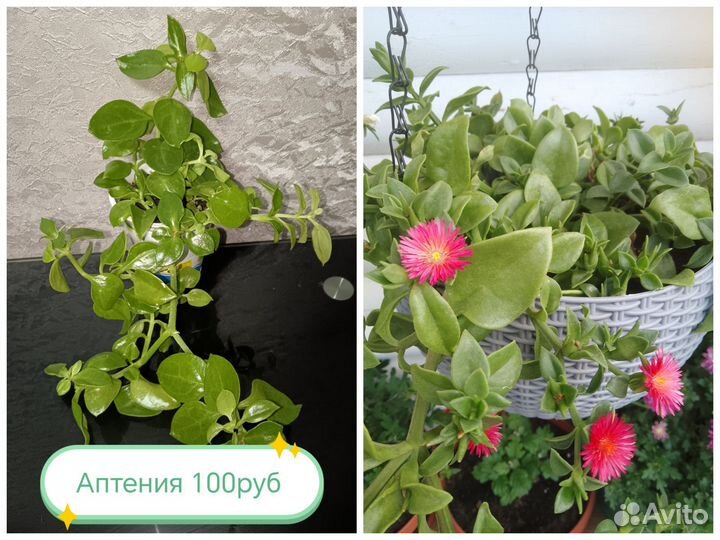 Комнатные цветы