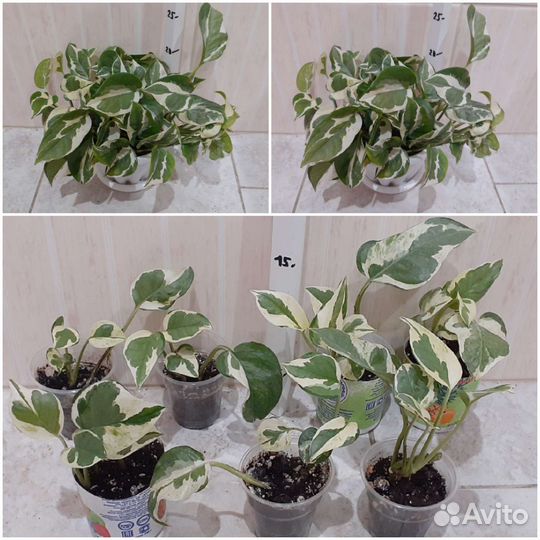 Сциндапсус Дарк Форм, Эпипремнум, Филодендрон